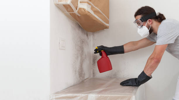 Professional Basement Mold Removal technician working in Blackwood, NJ