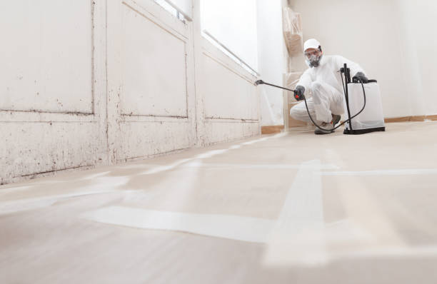 24/7 Emergency Basement Mold Removal experts in Blackwood, NJ