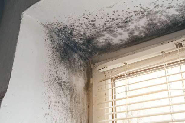 Affordable Basement Mold Removal solutions in Blackwood, NJ