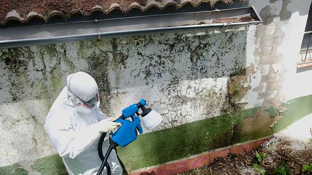 Top rated local Basement Mold Removal specialists in Blackwood, NJ